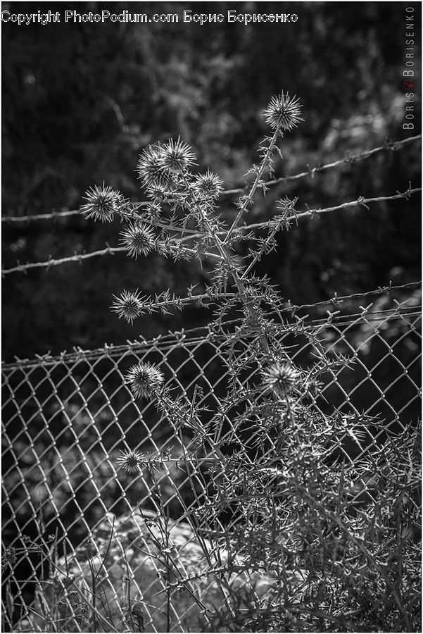 Fence, Asphalt, Tarmac, Soil, Conifer, Fir, Plant