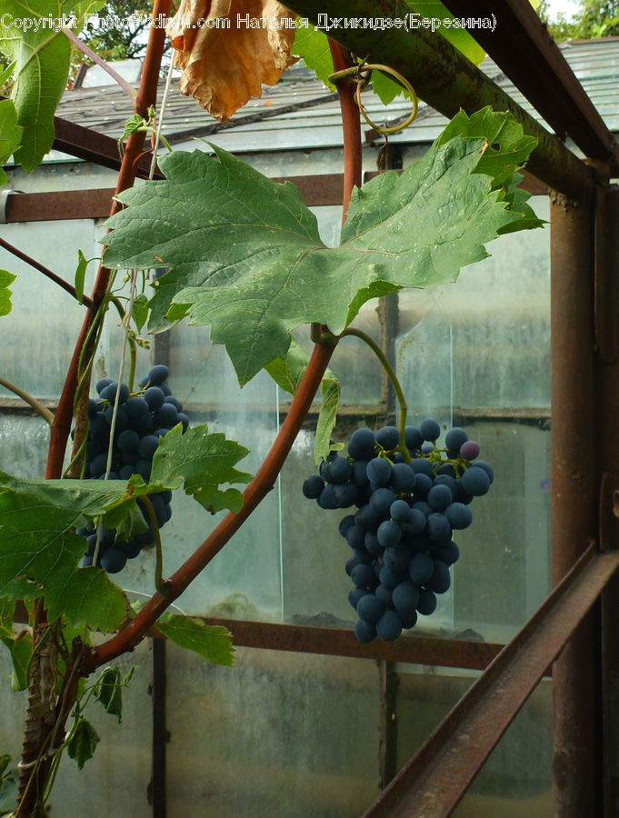 Fruit, Grapes, Plant, Vine, Ivy, Oak, Sycamore