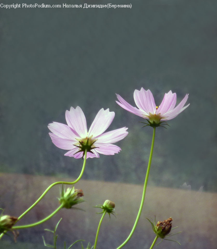 Cosmos, Plant, Apiaceae, Blossom, Sprout, Daisies, Daisy