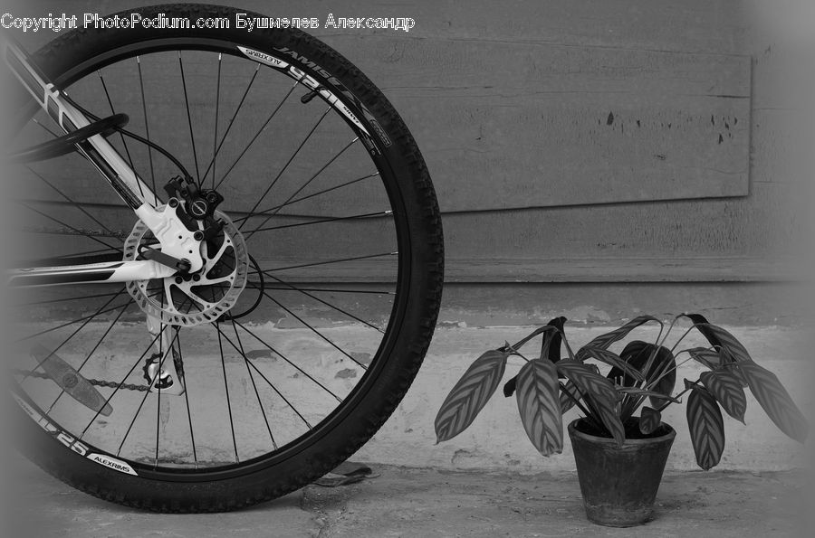 Plant, Potted Plant, Machine, Spoke, Wheel, Bicycle, Bike