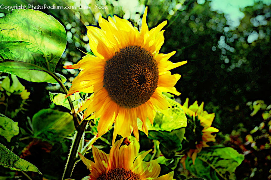 Blossom, Flora, Flower, Plant, Sunflower, Fern, Ivy