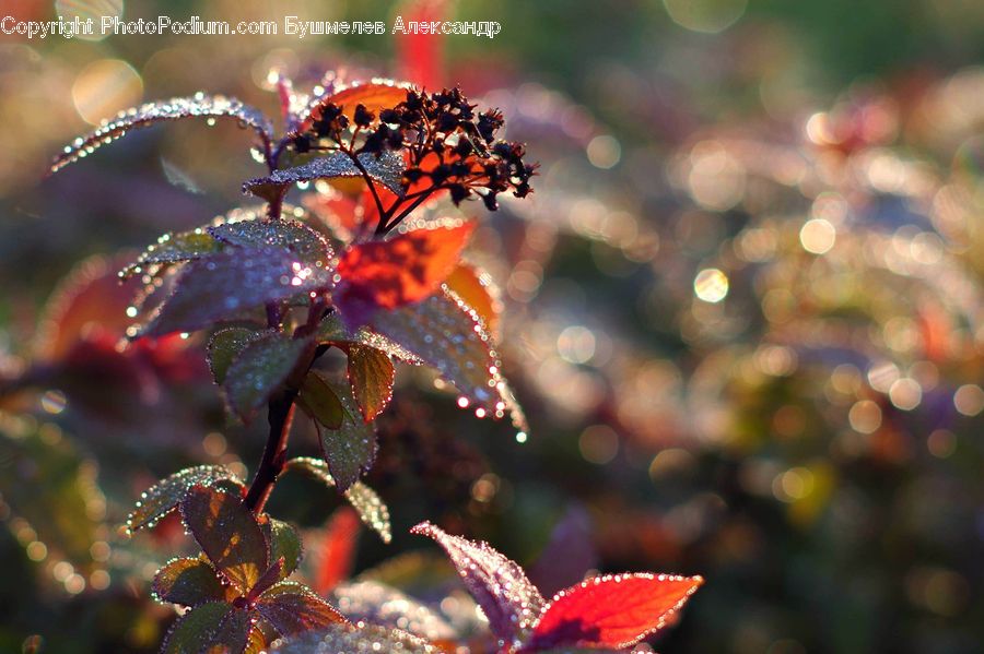 Blossom, Flora, Flower, Plant, Conifer, Fir, Tree