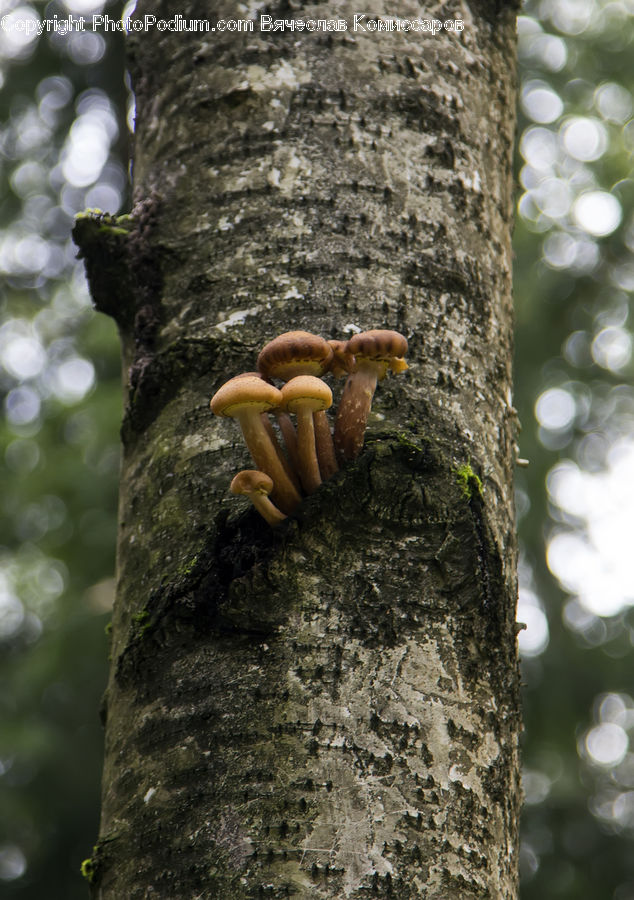 Agaric, Amanita, Fungus, Mushroom, Plant, Outdoors, Ripple