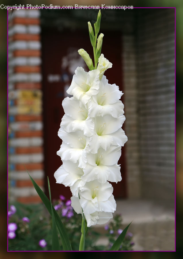 Flora, Flower, Gladiolus, Plant, Blossom, Carnation, Amaryllis