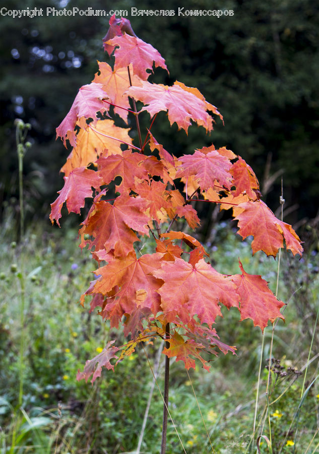 Maple, Tree, Wood, Flora, Flower, Gladiolus, Plant