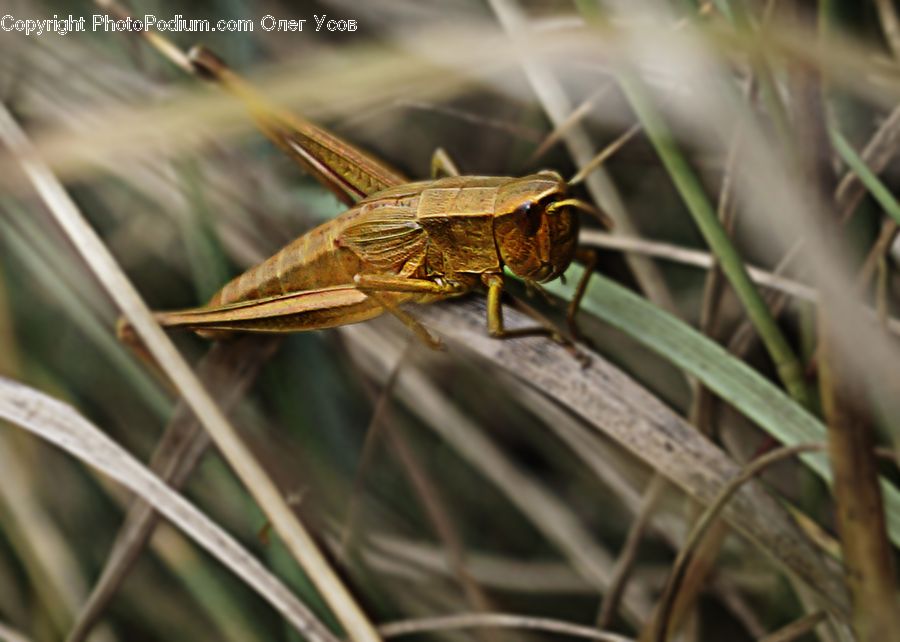 Cricket Insect, Grasshopper, Insect, Invertebrate