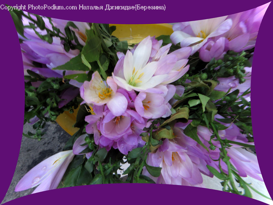 Flower, Flower Arrangement, Flower Bouquet, Plant, Potted Plant, Floral Design, Blossom