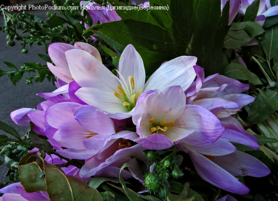 Flora, Flower, Gladiolus, Plant, Potted Plant, Blossom, Crocus