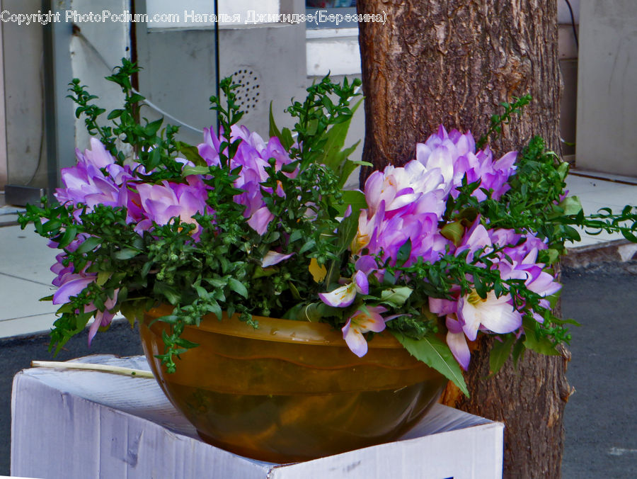 Plant, Potted Plant, Flower, Flower Arrangement, Flower Bouquet, Floral Design, Ikebana
