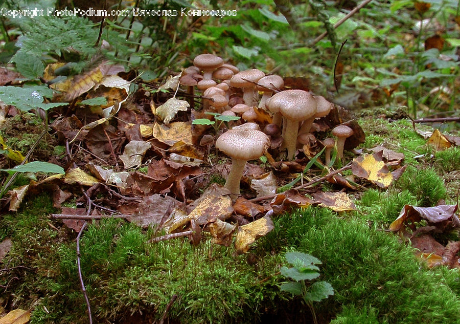 Agaric, Amanita, Fungus, Mushroom, Plant, Moss, Blossom