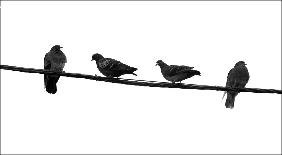 People, Person, Human, Bird, Pigeon, Blackbird, Crow
