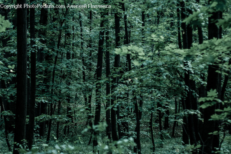 Forest, Vegetation, Fir, Redwood, Tree, Wood, Conifer