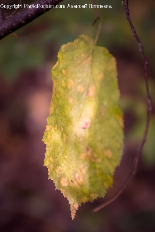 Blossom, Flora, Flower, Plant, Fruit, Grapes, Maple