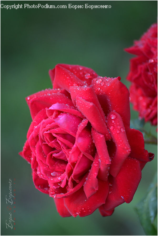 Flora, Flower, Gladiolus, Plant, Blossom, Carnation, Tulip