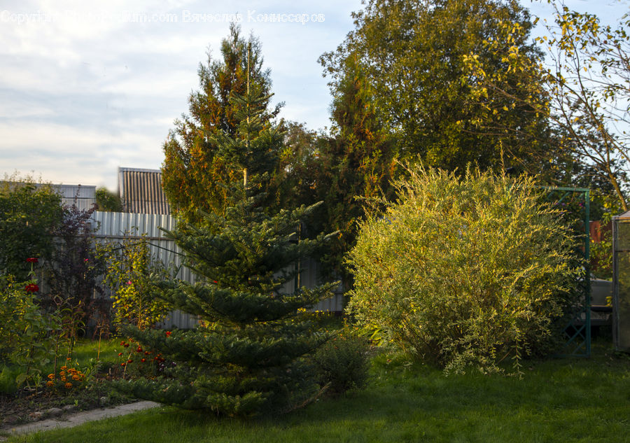 Conifer, Fir, Plant, Tree, Backyard, Yard, Spruce