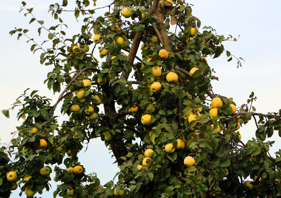 Citrus Fruit, Fruit, Grapefruit, Pomelo, Quince, Apple, Persimmon