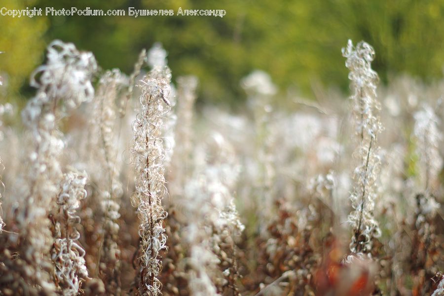 Field, Grass, Grassland, Plant, Frost, Ice, Outdoors