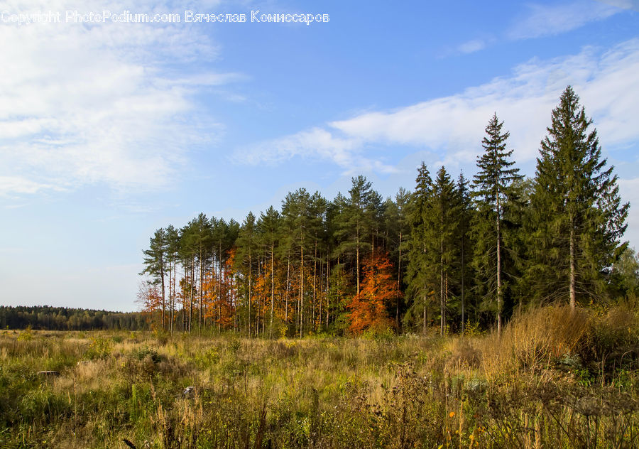 Forest, Vegetation, Conifer, Fir, Plant, Tree, Field