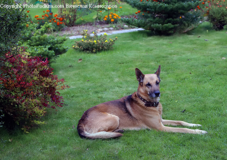 Animal, Canine, Dog, German Shepherd, Mammal, Pet, Outdoors