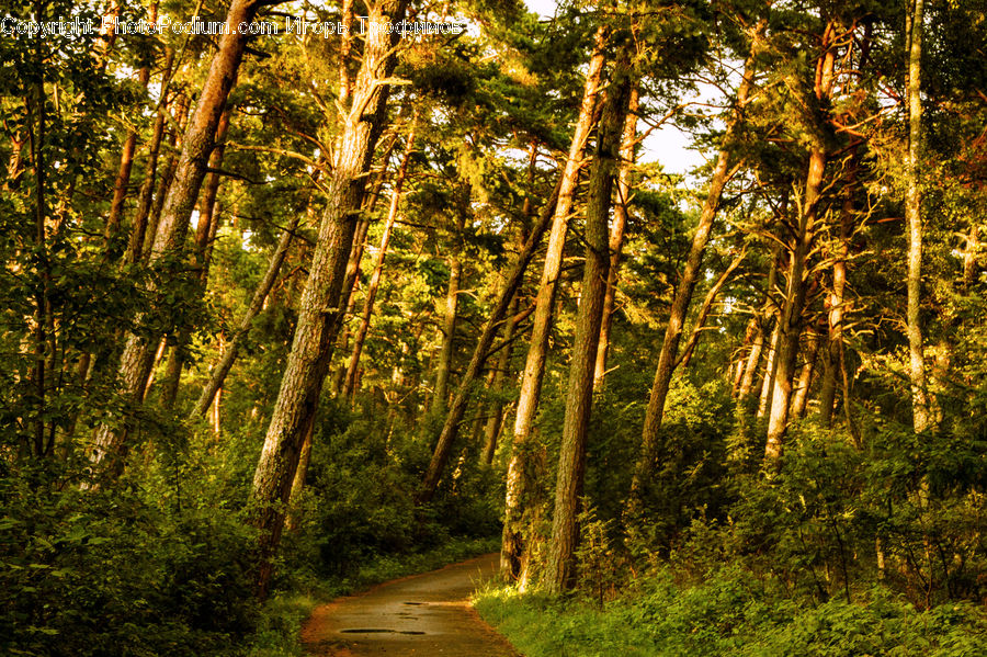 Forest, Vegetation, Dirt Road, Gravel, Road, Jungle, Grove