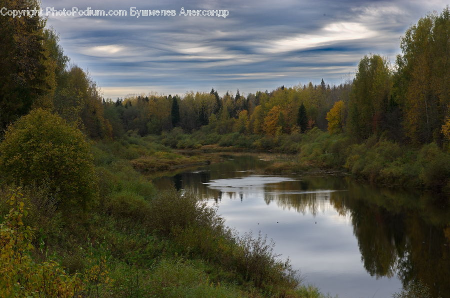 Conifer, Fir, Plant, Tree, Nature, Outdoors, River