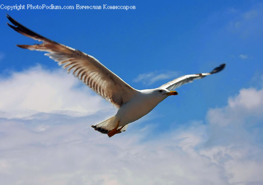 Bird, Booby, Crane Bird, Heron, Goose, Waterfowl