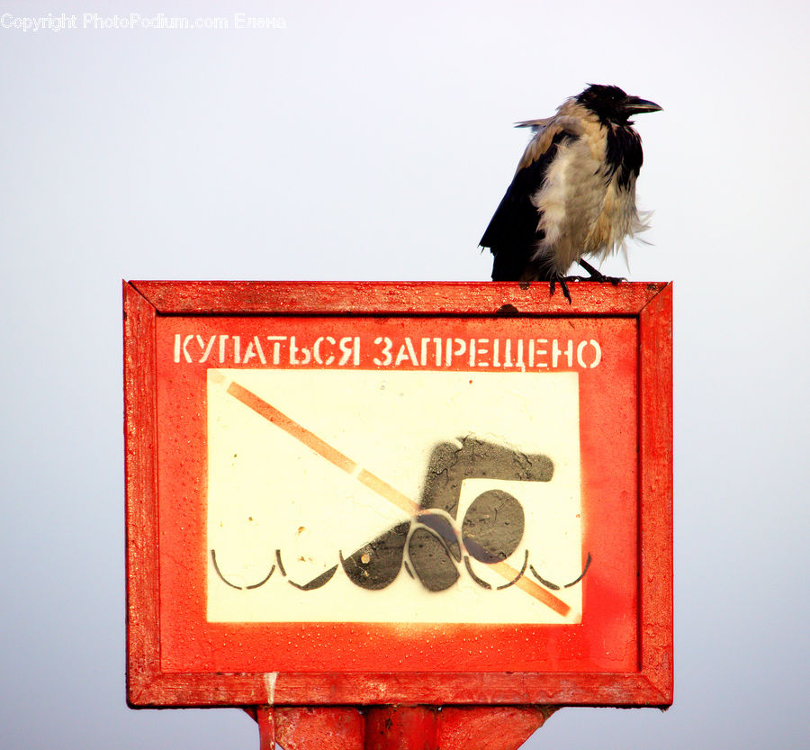 Bird, Sign, Blackbird, Crow, Swallow, Head, Portrait