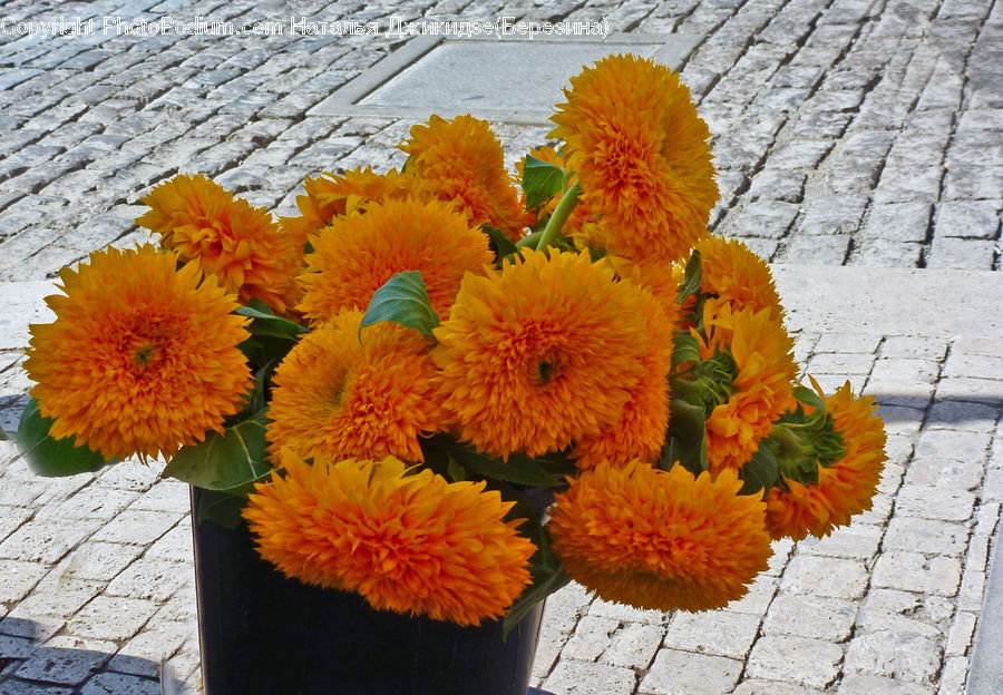 Plant, Potted Plant, Flower, Flower Arrangement, Flower Bouquet, Blossom, Flora