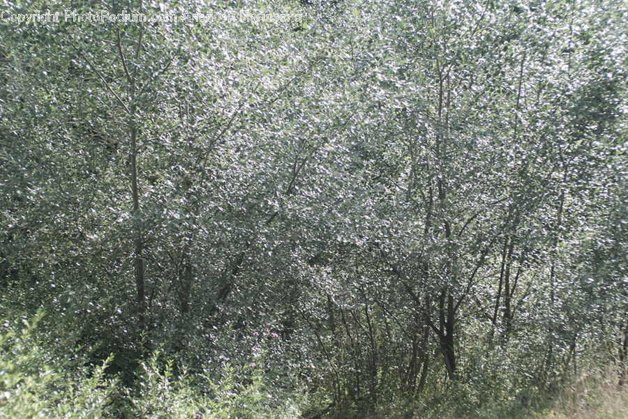 Field, Grass, Grassland, Plant, Bush, Vegetation, Forest