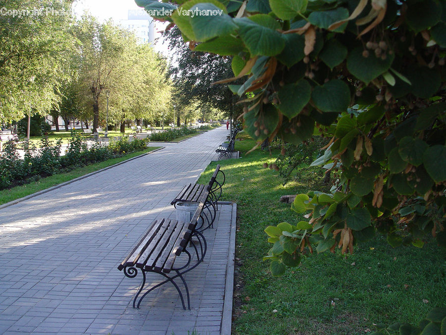 Park Bench, Bench, Plant, Ivy, Vine, Blossom, Flora