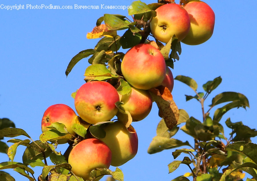 Apple, Fruit, Peach, Grapes, Cherry, Plant, Blossom