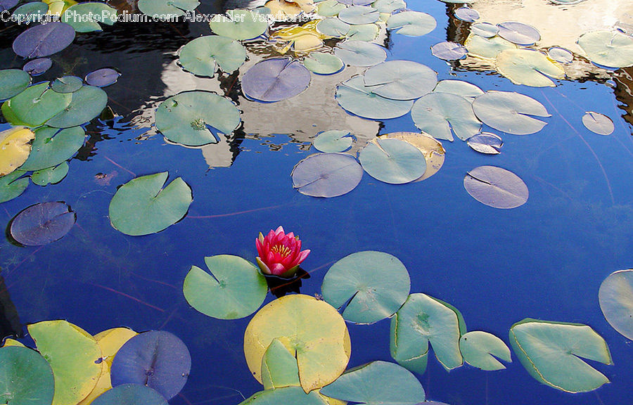 Flower, Lily, Plant, Pond Lily, Blossom, Flora, Leaf