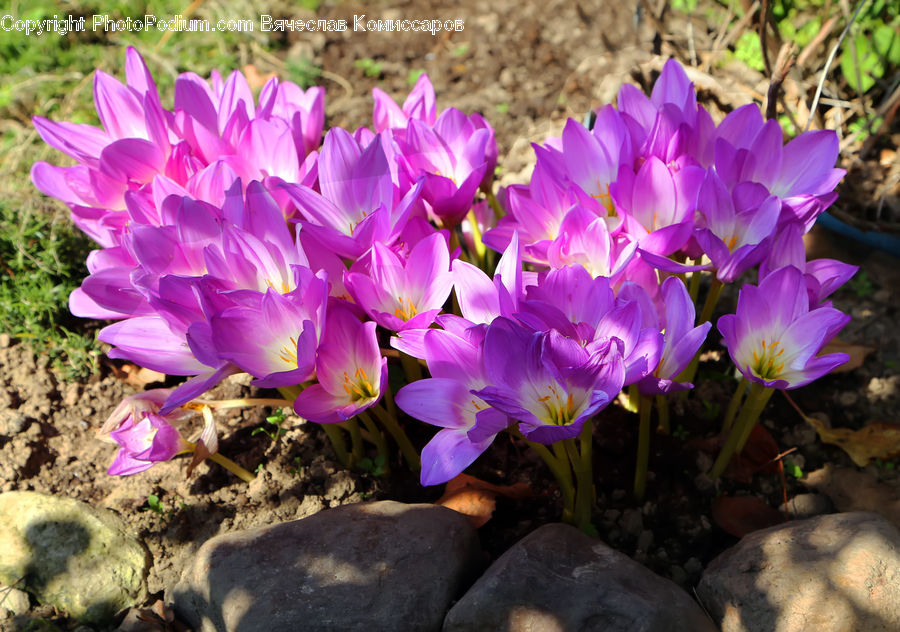 Blossom, Crocus, Flora, Flower, Plant, Soil, Dahlia