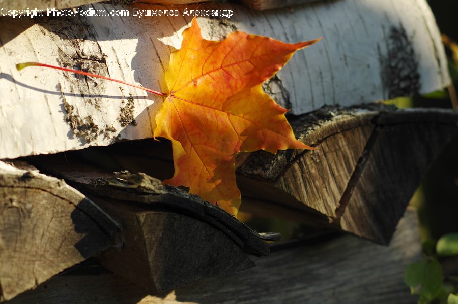 Maple, Maple Leaf, Plant, Birch, Tree, Wood, Costume