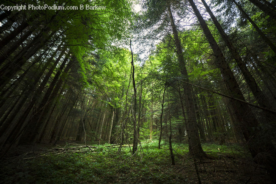 Forest, Vegetation, Fir, Redwood, Tree, Wood, Jungle