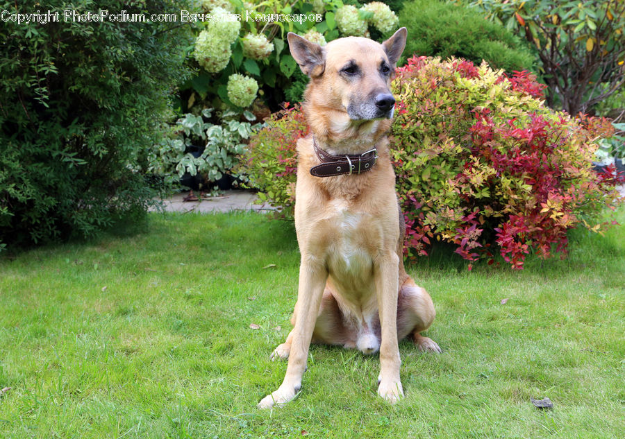 Animal, Canine, Dog, German Shepherd, Mammal, Pet, Yard