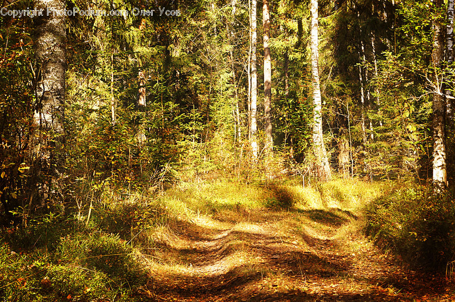 Dirt Road, Gravel, Road, Forest, Vegetation, Jungle, Rainforest