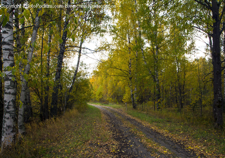 Dirt Road, Gravel, Road, Birch, Tree, Wood, Path