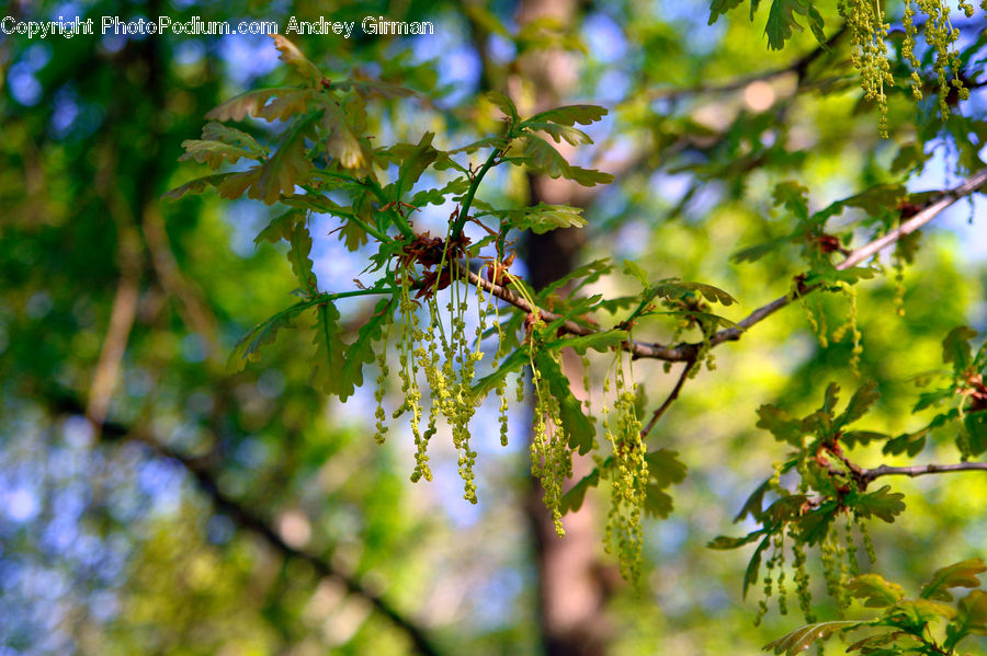 Fruit, Grapes, Plant, Vine, Conifer, Fir, Tree