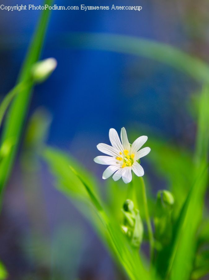 Daisies, Daisy, Flower, Plant, Blossom, Flora, Fiber