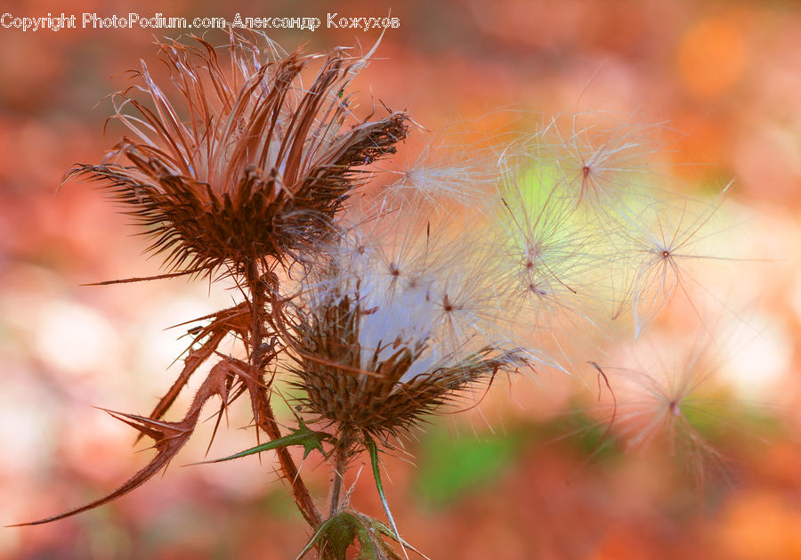 Plant, Weed, Dandelion, Flower, Blossom, Flora, Grain