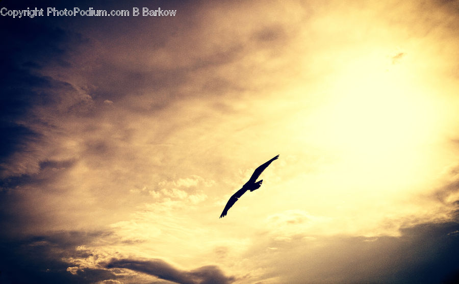 Bird, Seagull, Crane Bird, Heron, Azure Sky, Cloud, Outdoors