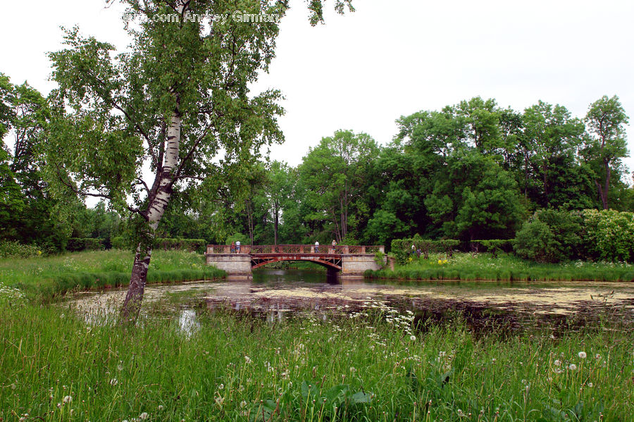 Plant, Tree, Oak, Wood, Outdoors, Pond, Water