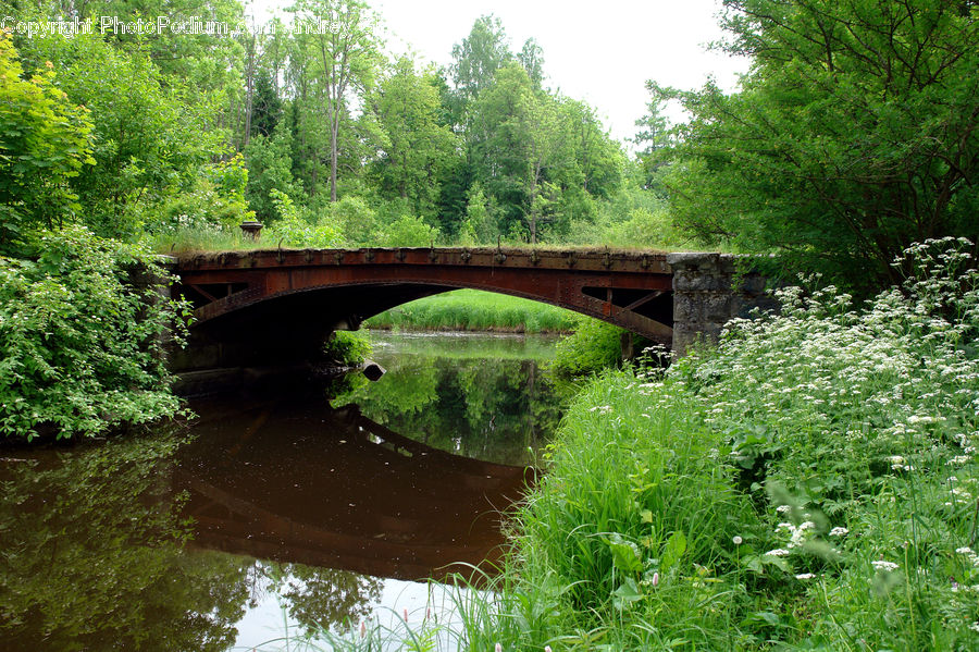 Canal, Outdoors, River, Water, Pond, Forest, Jungle