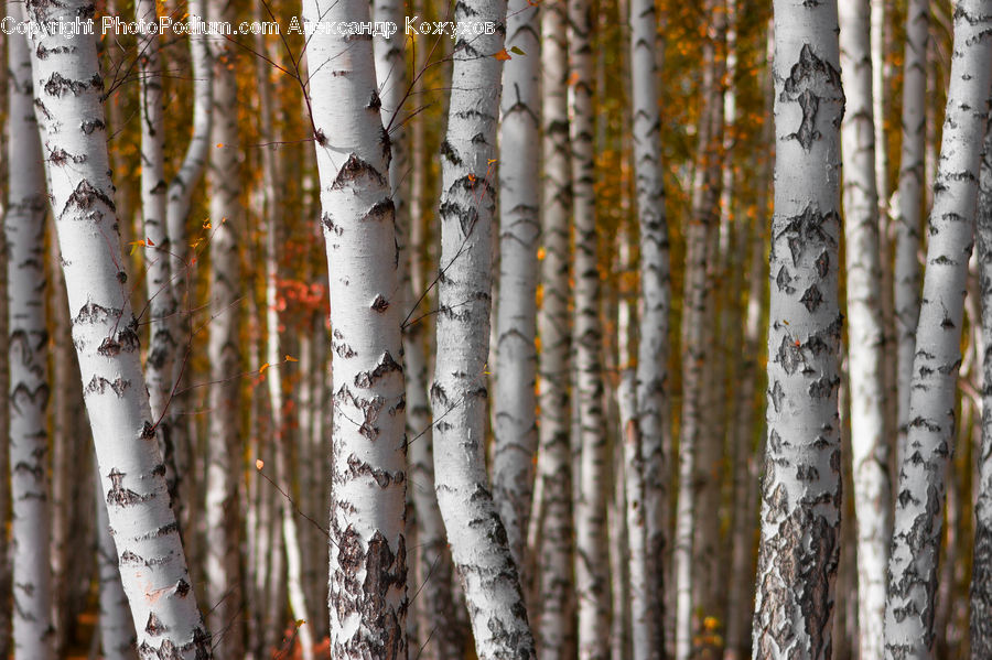 Birch, Tree, Wood