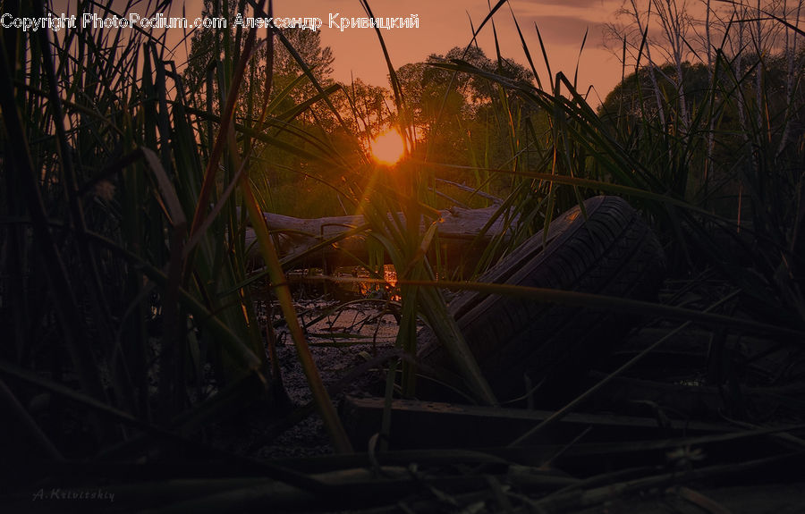 Dusk, Outdoors, Sky, Sunlight, Sunrise, Sunset, Grass