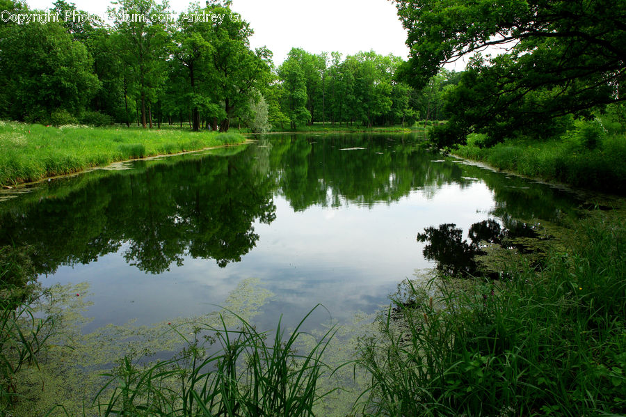 Outdoors, Pond, Water, Grass, Plant, Reed, Field