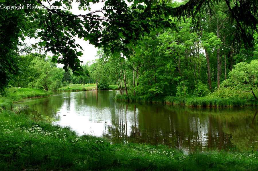 Canal, Outdoors, River, Water, Pond, Forest, Vegetation