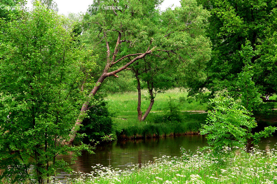 Outdoors, Pond, Water, Forest, Jungle, Rainforest, Vegetation