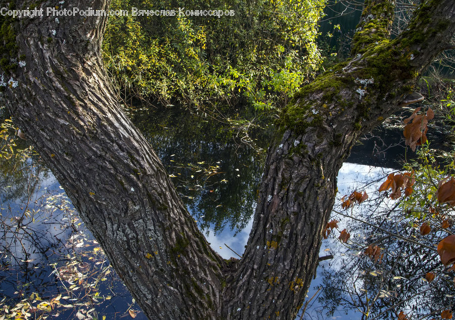 Oak, Tree, Wood, Conifer, Fir, Plant, Bird